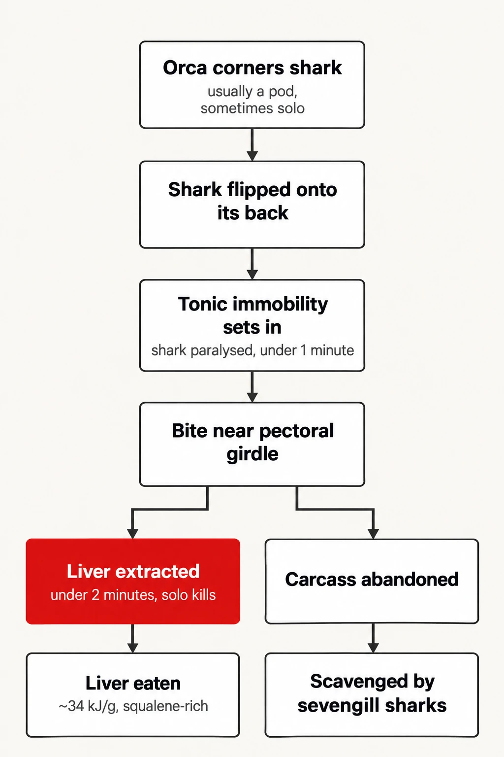 How an orca kills a great white for its liver. Sequence reconstructed from drone and necropsy records in South Africa and Mexico