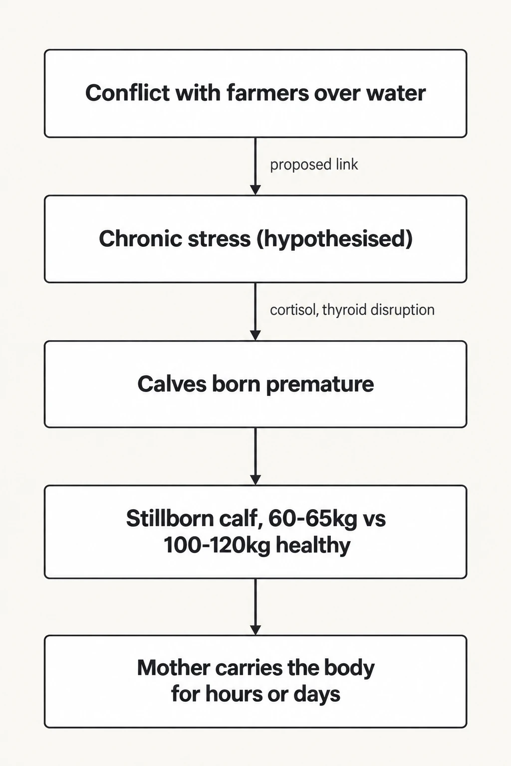 A proposed mechanism, not yet proven. How EHRA and researchers link human conflict to stillbirths