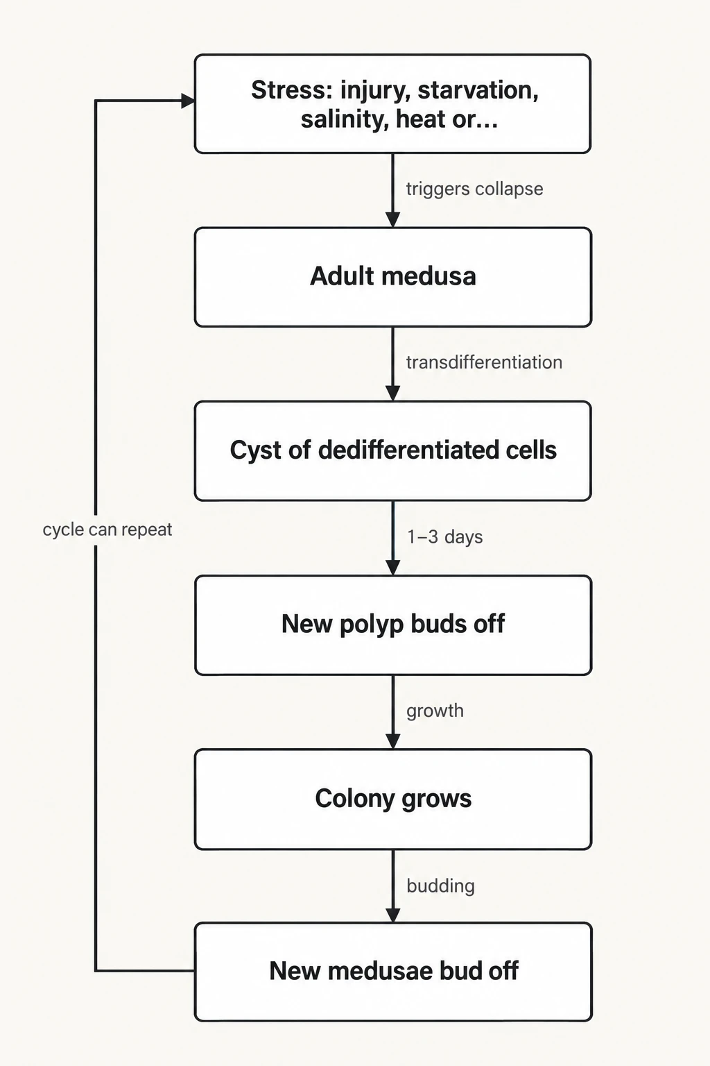 How the reversal runs. The life-cycle reversal sequence recorded in lab colonies